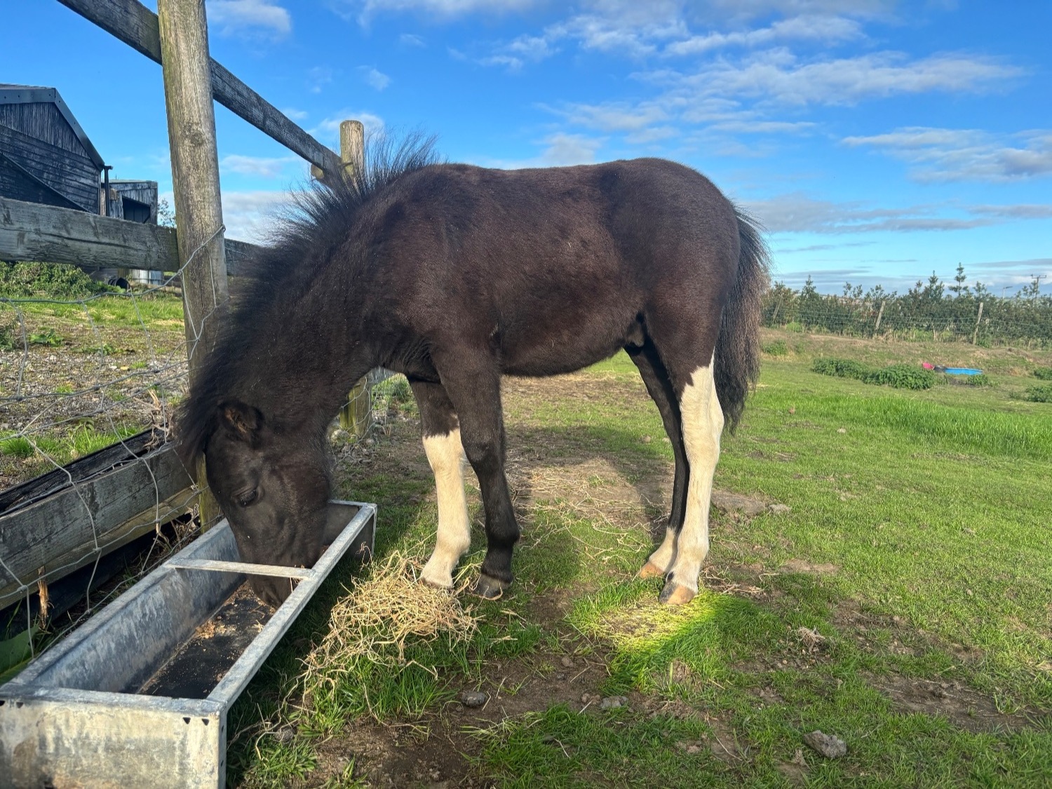 "Domino " Piebald Colt Youngstock / Foal - 