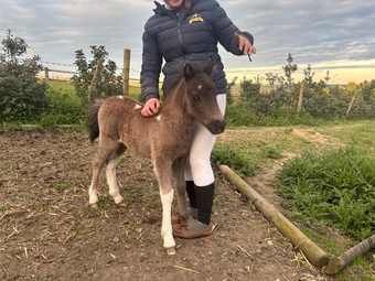 "Domino " Piebald Colt Youngstock / Foal