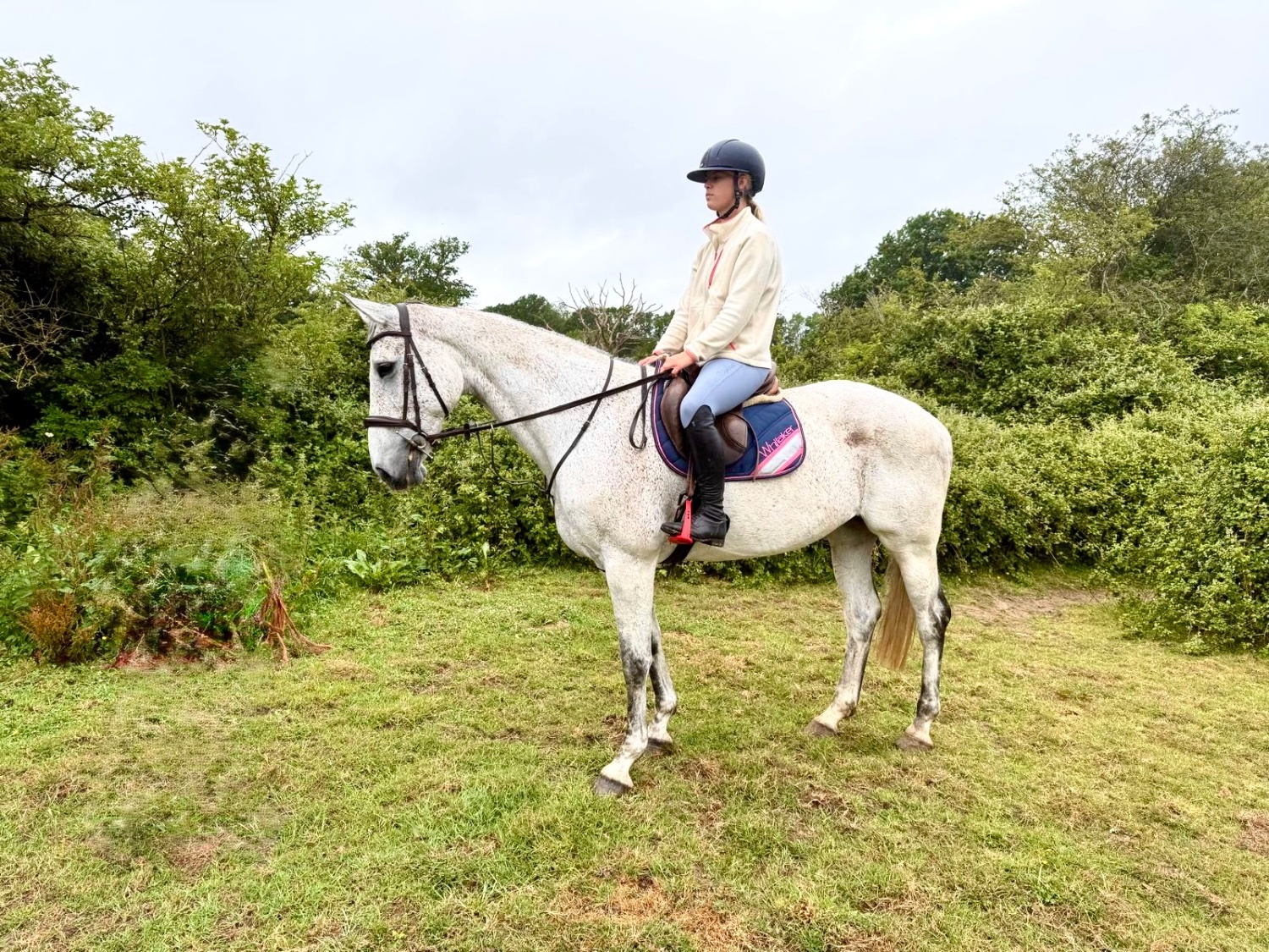 All Rounders  - "Freckles" Fleabitten Grey Mare All Rounder
