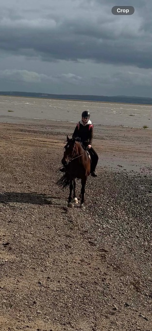 "Winnie" Bay Mare Happy Hacker