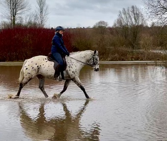 "Wearview Navajo" Leopard Spot Mare Happy Hacker