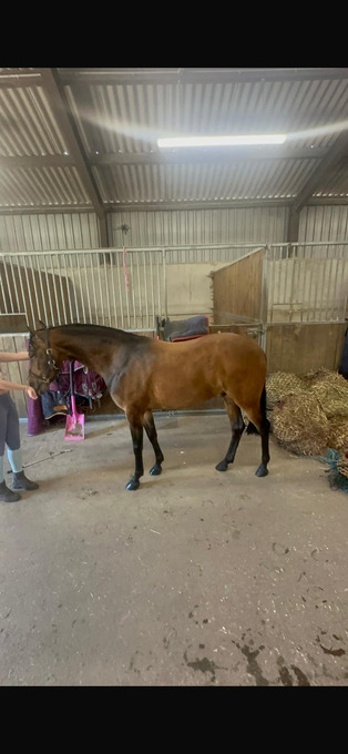 "Diptford Diplomat" Bay Gelding Schoolmaster