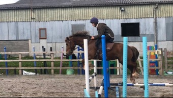 "Glory" Liver Chestnut Mare All Rounder