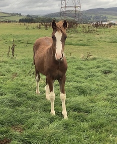 horses for sale in scotland under £3000