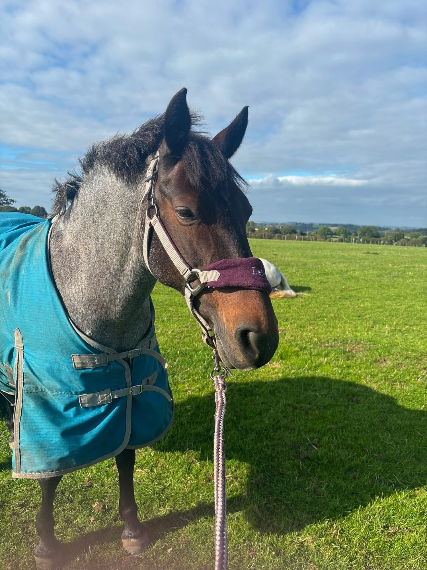 "Sharnie" Roan Mare All Rounder - All Rounders 