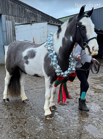 "Oreo" Piebald Gelding All Rounder