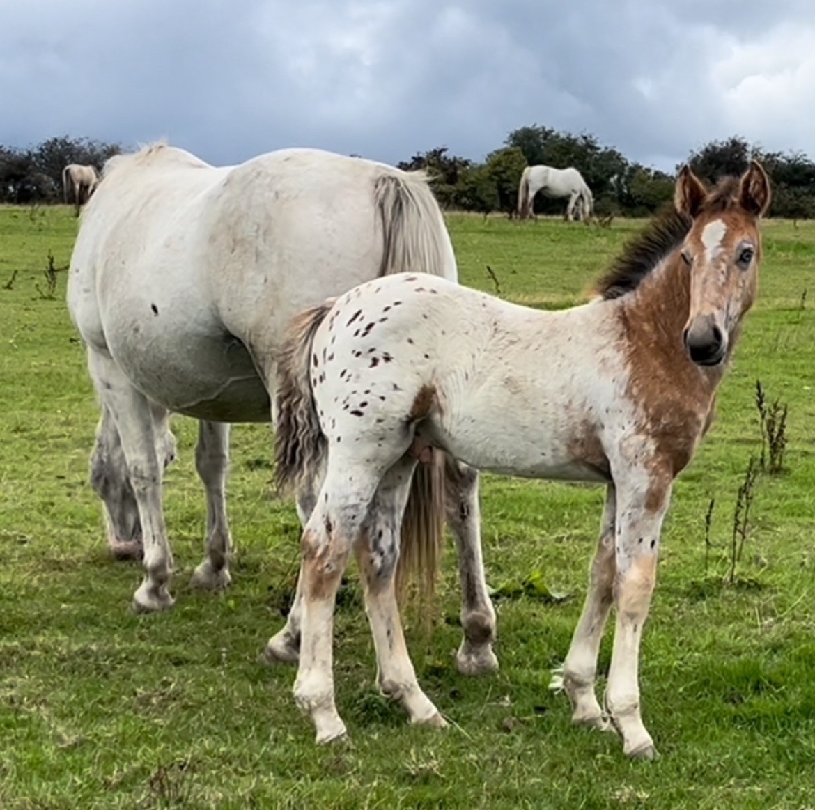 Youngstock and Foals  - "Stunning Appaloosa x Cob " Blanket Spot Colt Youngstock / Foal
