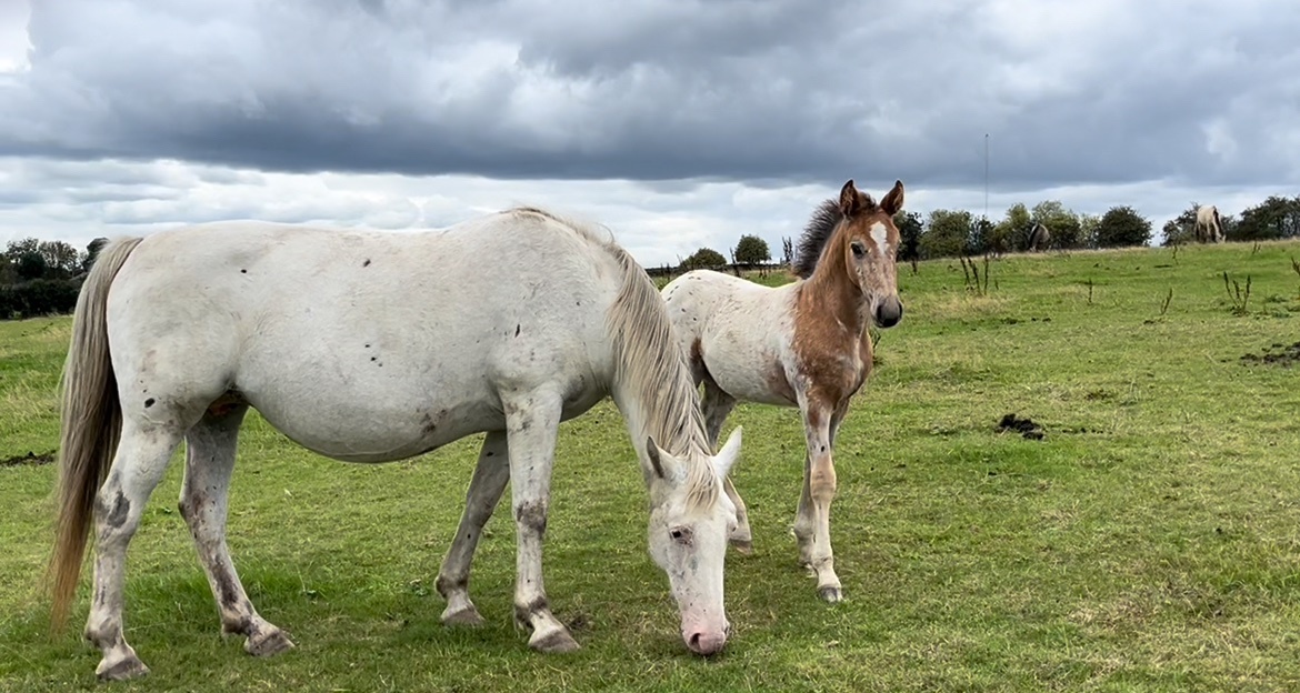 "Stunning Appaloosa x Cob " Blanket Spot Colt Youngstock / Foal - Youngstock and Foals 