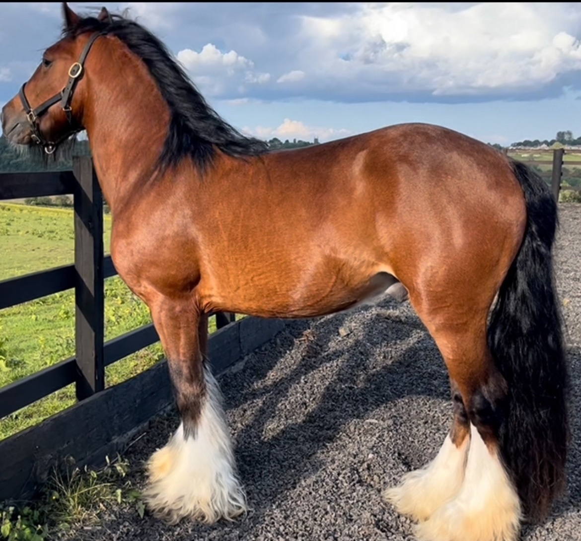 "Stunning Appaloosa x Cob " Blanket Spot Colt Youngstock / Foal - Youngstock and Foals