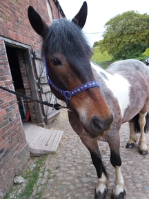 horses horsemart