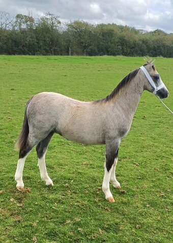 "Galchog Arthur" Dun Colt Youngstock / Foal