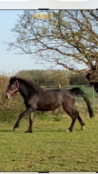 "Allusion Spitting Image. (Liquorice)." Grey Filly Youngstock / Foal
