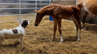 "Squirrel " Liver Chestnut Colt Youngstock / Foal