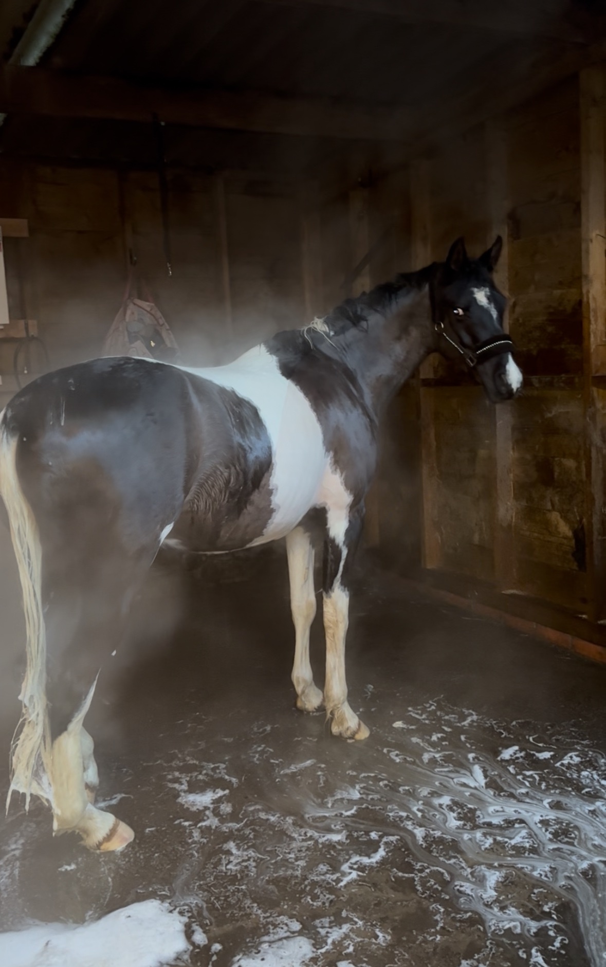All Rounders  - "SB Phinal Phenomenal ✨" Piebald Gelding All Rounder