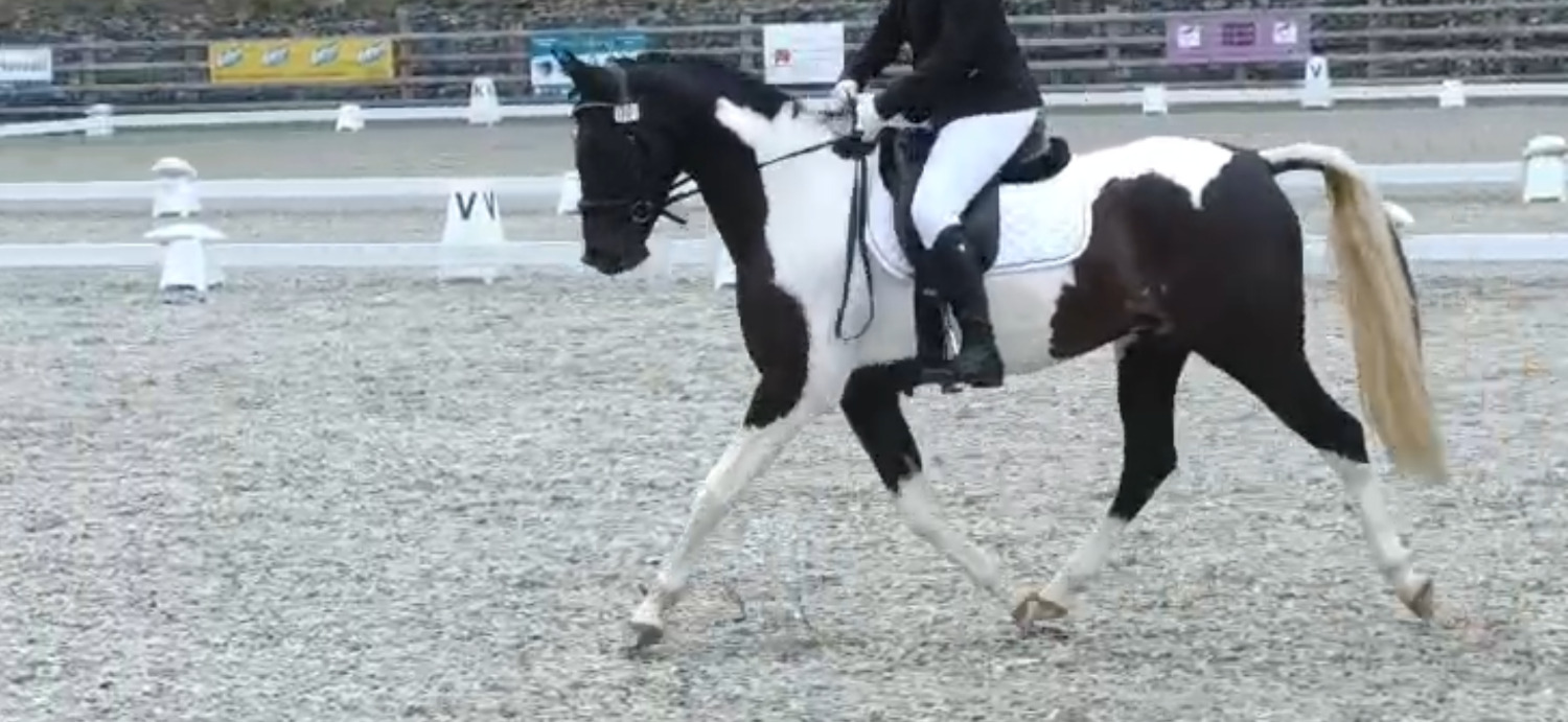 "SB Phinal Phenomenal ✨" Piebald Gelding All Rounder - All Rounders