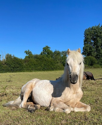 "Duke" Palomino Gelding All Rounder