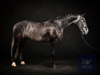 "Crown Boris " Iron Grey Gelding Eventer