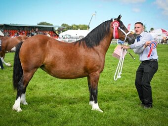 "Fronarth Casi Jones" Bay Mare Broodmare