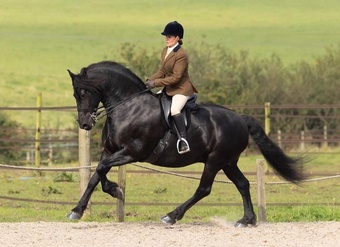 Stunning Friesian - A True All Rounder for Loan/Share