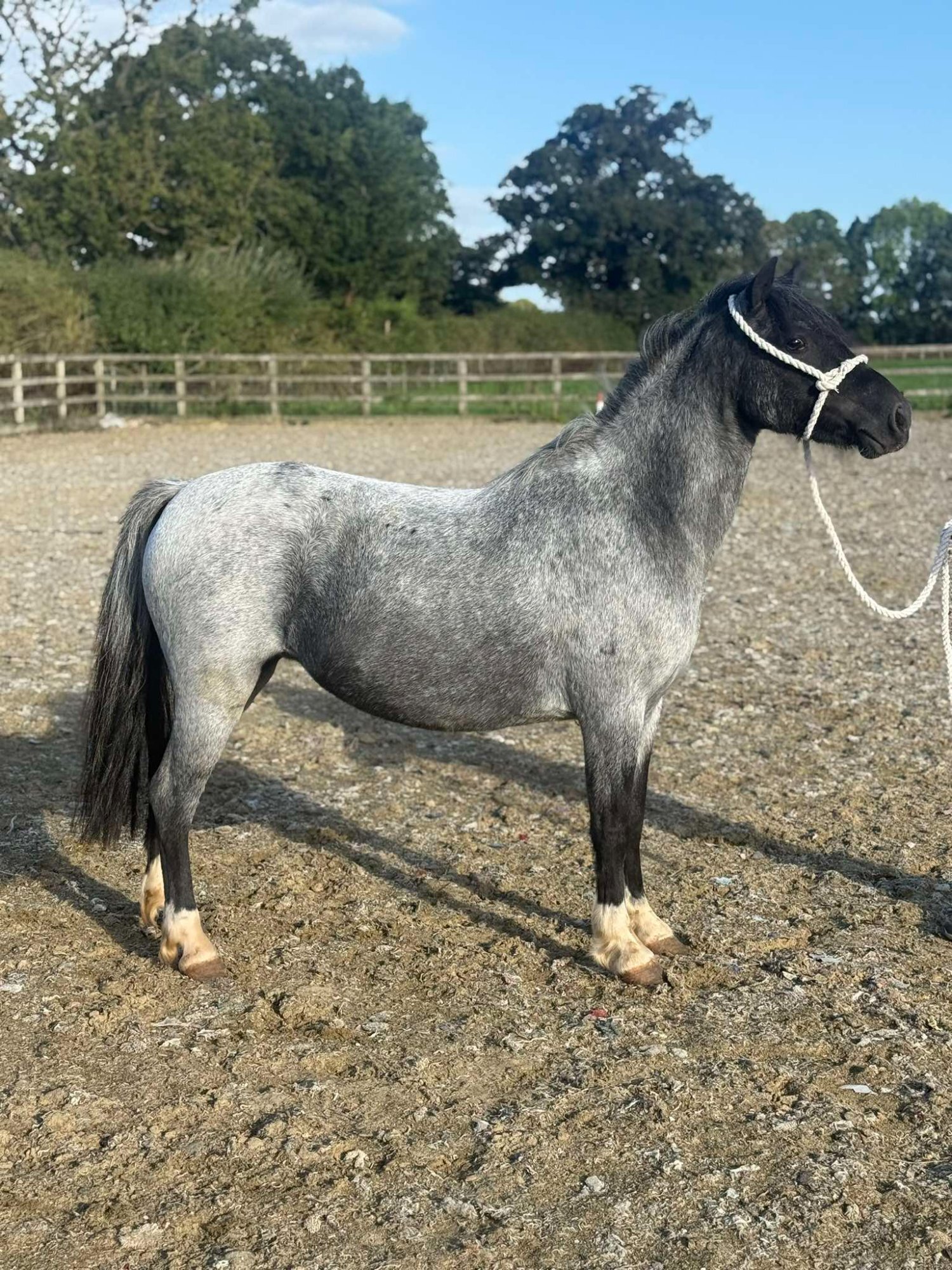 Project Horses  - "Luna" Bay Roan Mare Project Horse