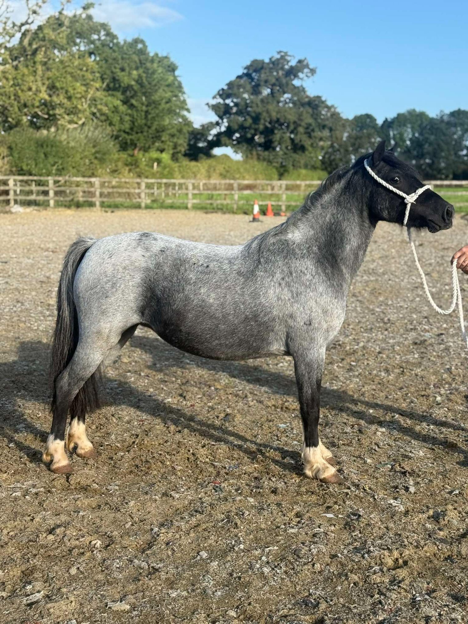 "Luna" Bay Roan Mare Project Horse - Project Horses 