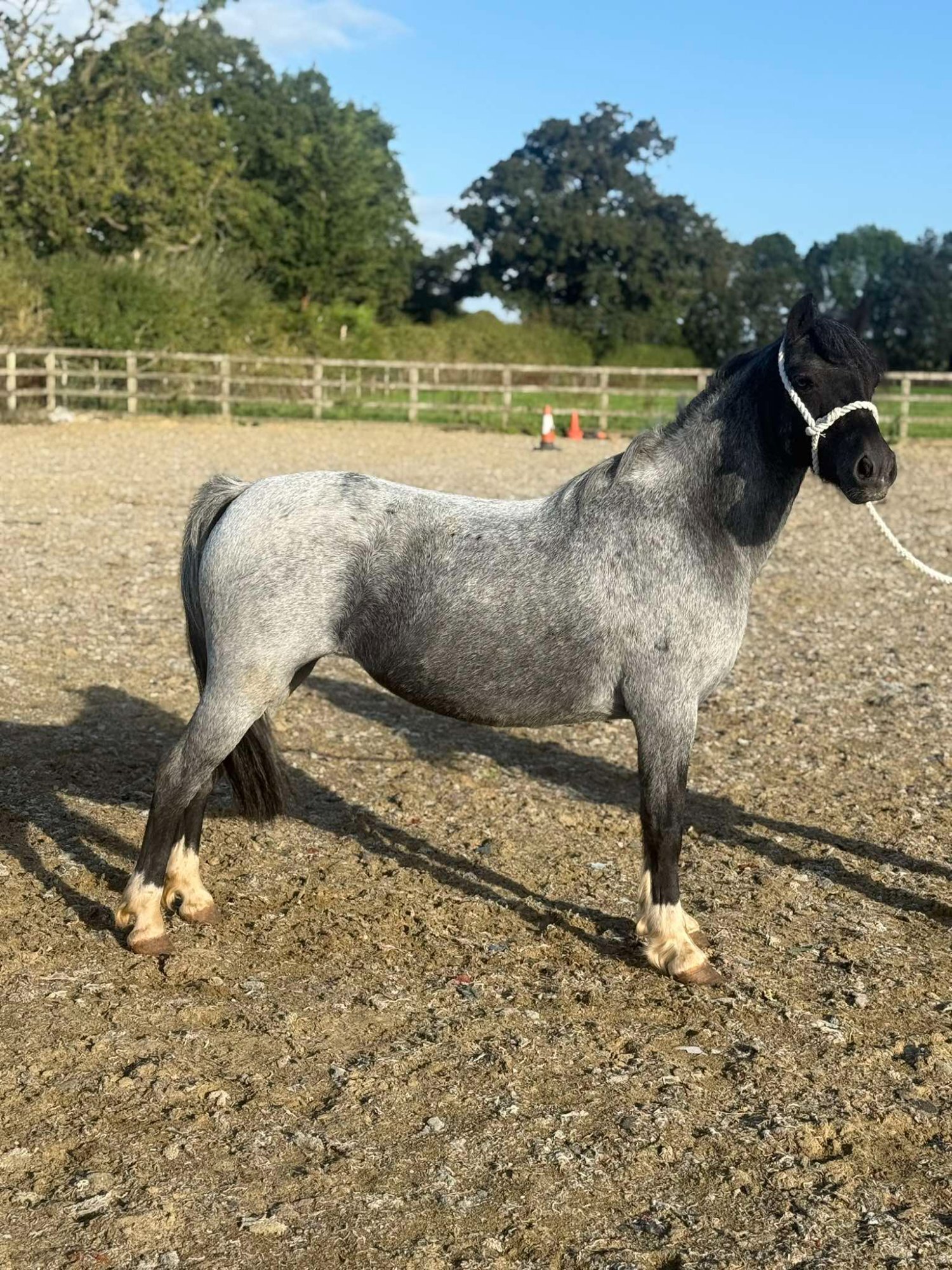 "Luna" Bay Roan Mare Project Horse - 