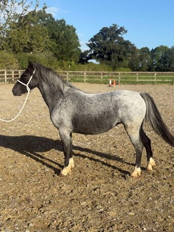 "Luna" Bay Roan Mare Project Horse