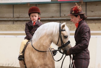 "Trefaes Glittering Leona" Palomino Mare Showing Horse