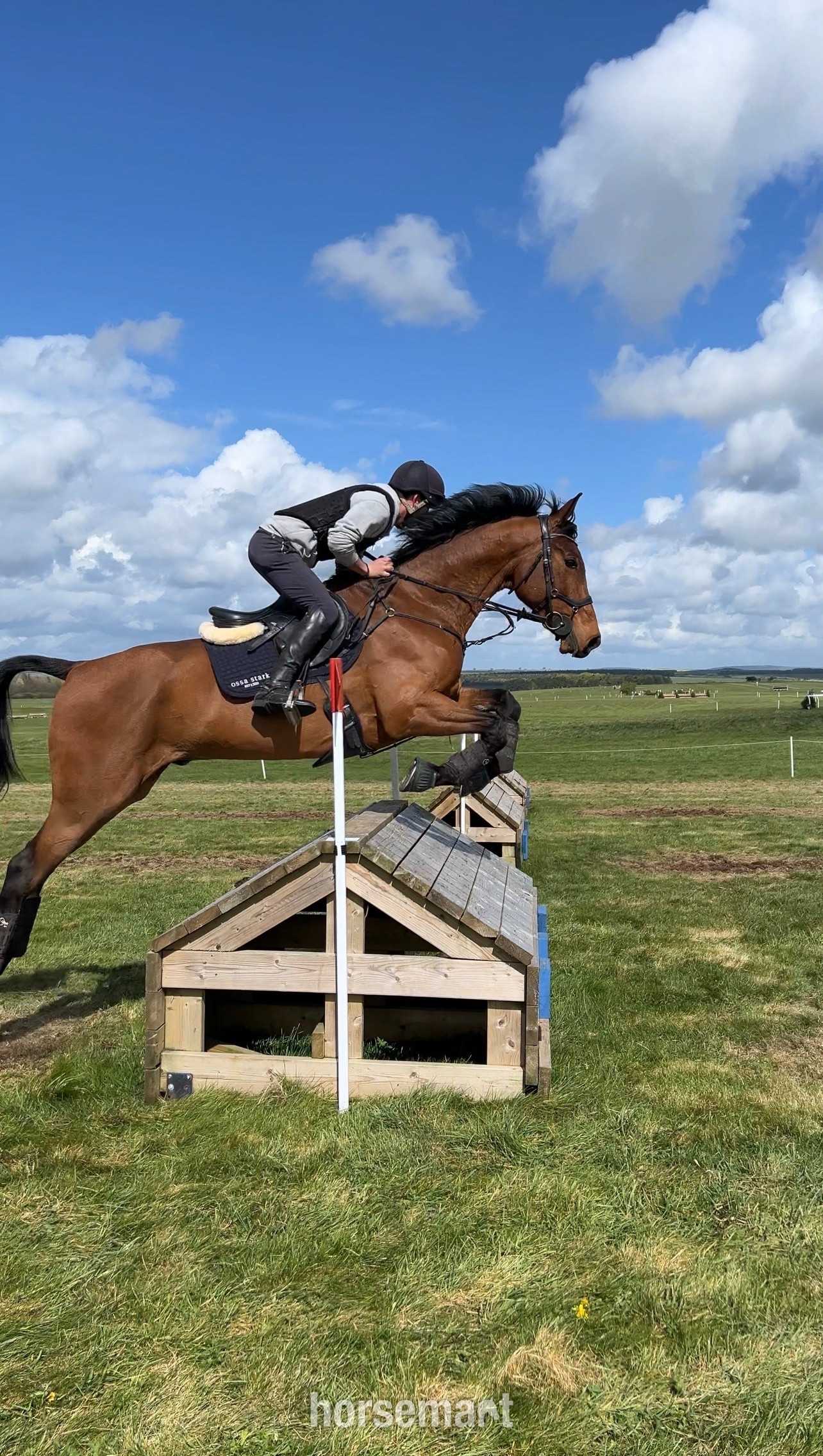"Opposition Hermes" Bay Gelding Eventer - Eventers 
