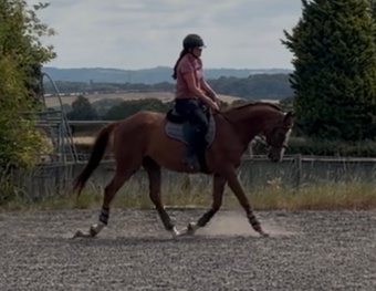 "Cruise" Chestnut Gelding All Rounder