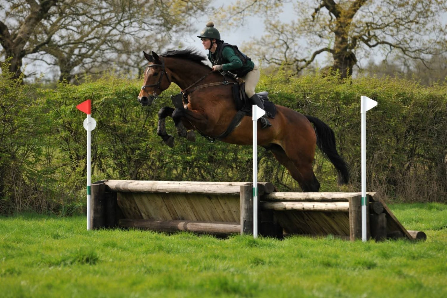 "Pinny" Bay Gelding All Rounder - All Rounders