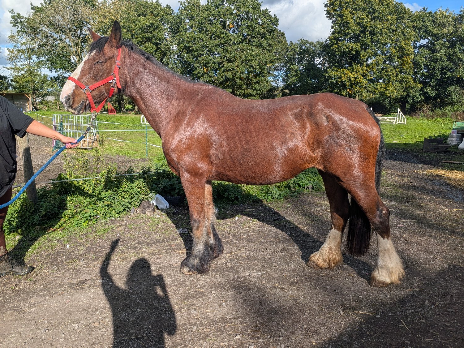  "Lucky" Skewbald Mare Cob/Heavy Horse