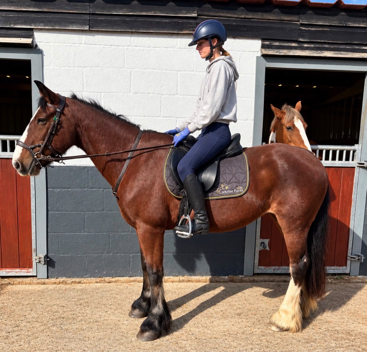 "Lucky" Skewbald Mare Cob/Heavy Horse 