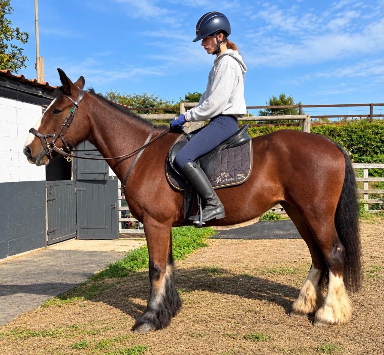 Cobs & Heavy Horses - "Lucky" Skewbald Mare Cob/Heavy Horse