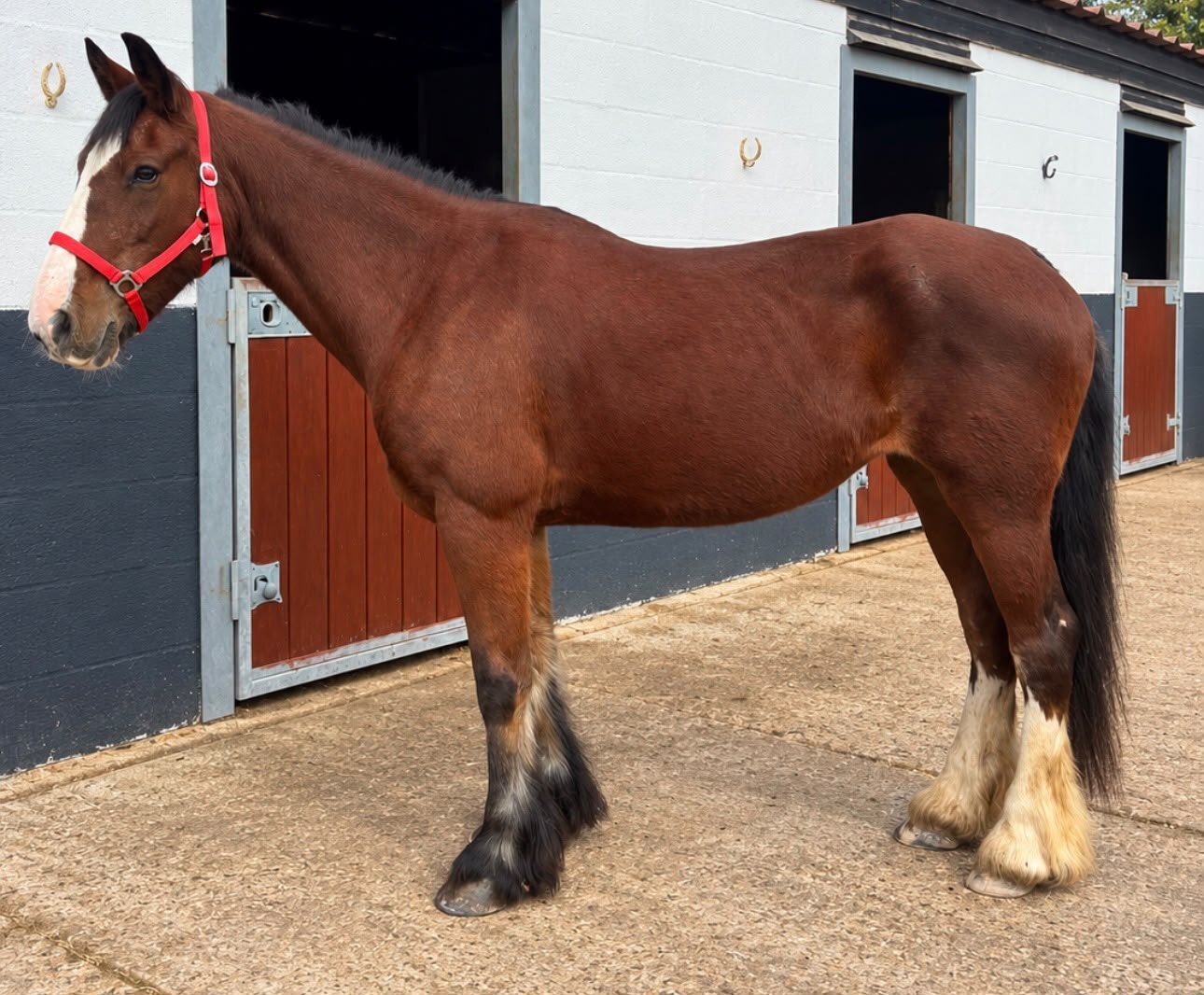 "Lucky" Skewbald Mare Cob/Heavy Horse - Cobs & Heavy Horses