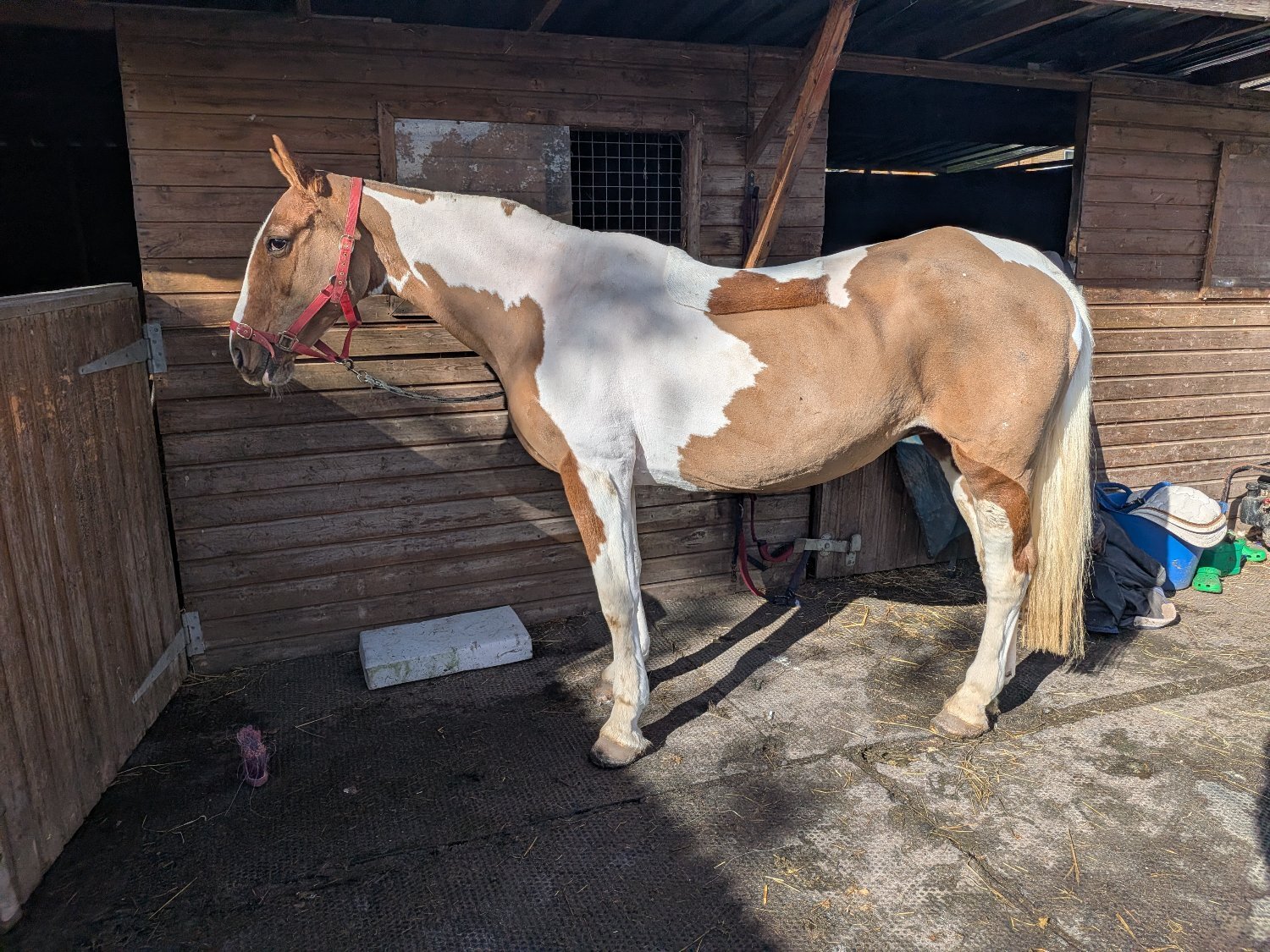 "Lucky" Skewbald Mare Cob/Heavy Horse - Cobs & Heavy Horses