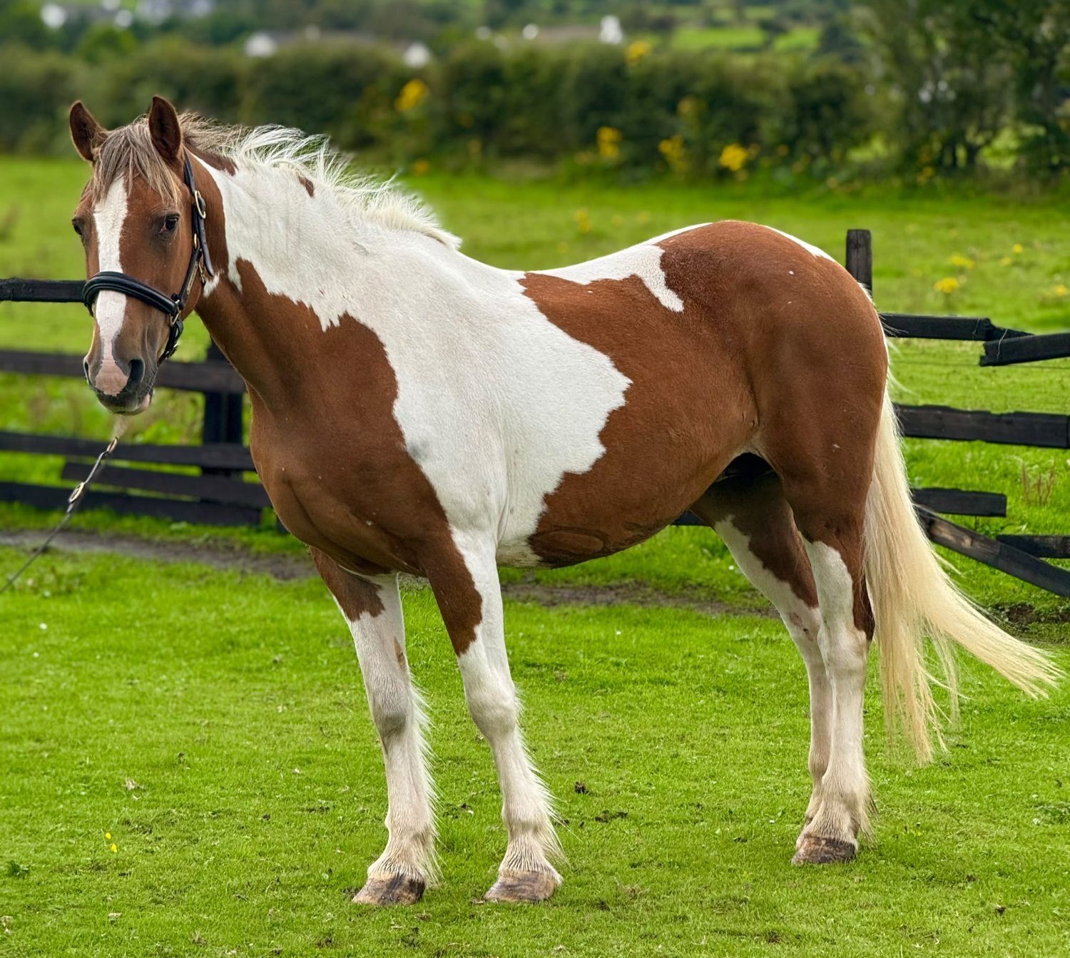 "Lucky" Skewbald Mare Cob/Heavy Horse - Cobs & Heavy Horses 