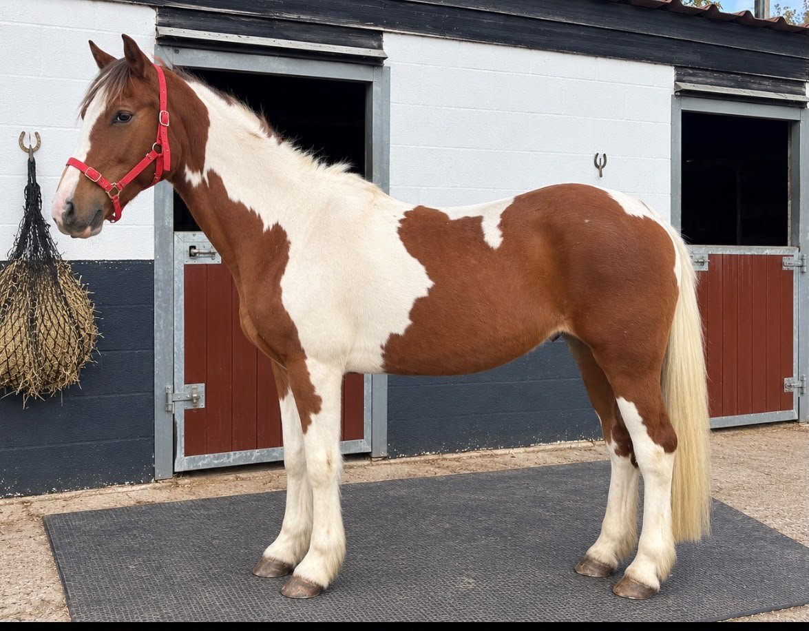 "Lucky" Skewbald Mare Cob/Heavy Horse