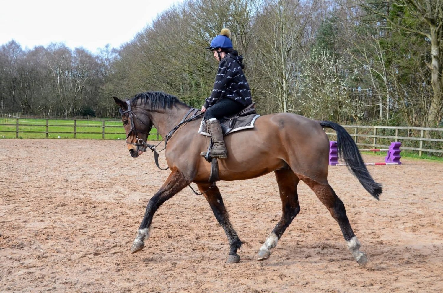 "Pinny" Bay Gelding All Rounder - All Rounders