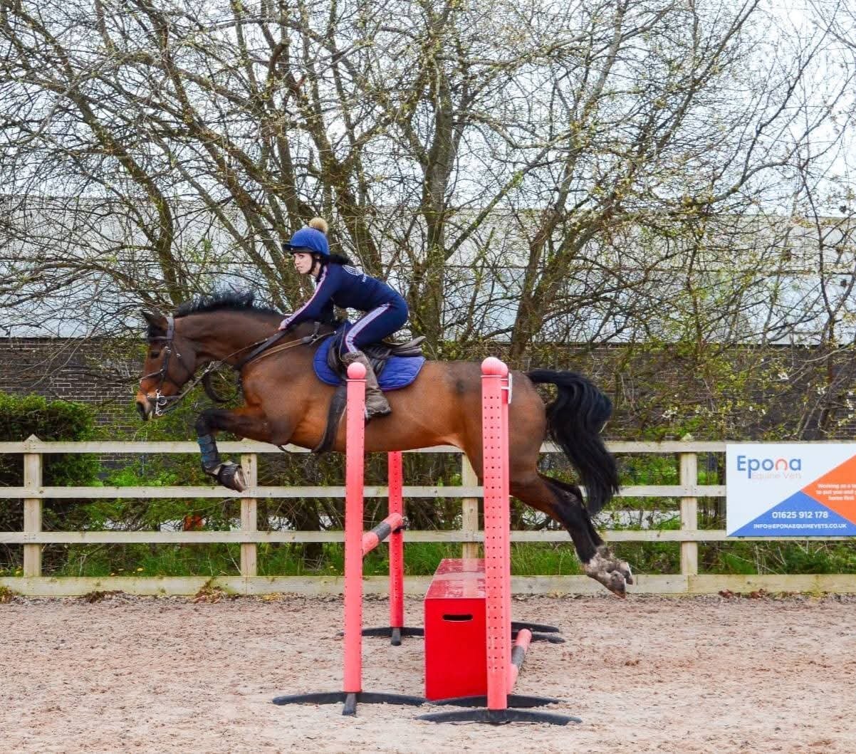 "Pinny" Bay Gelding All Rounder