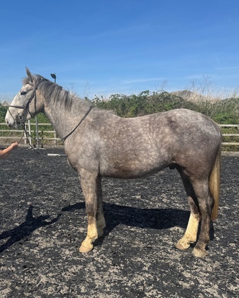 "Rocky " Iron Grey Gelding Youngstock / Foal