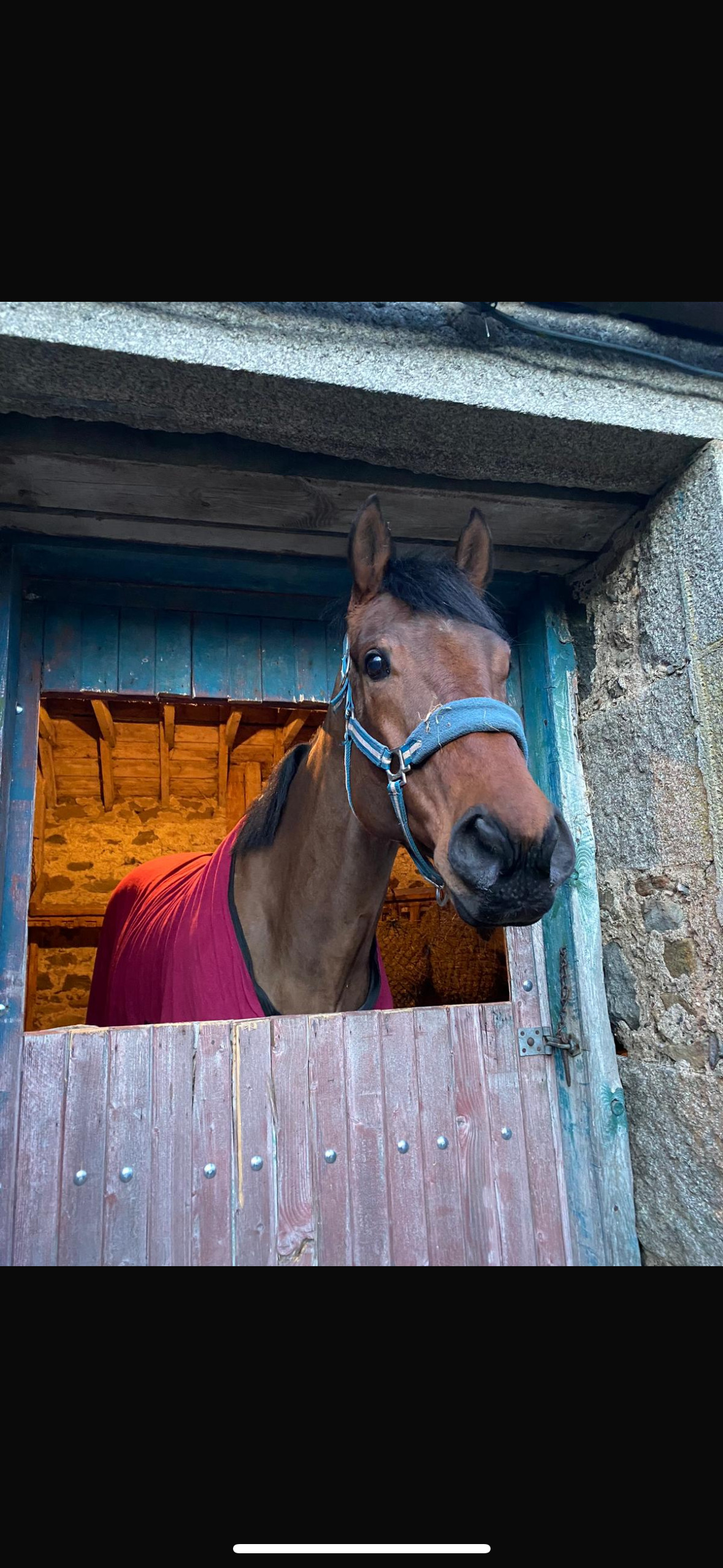 All Rounders  - "Buddy" Bay Gelding All Rounder