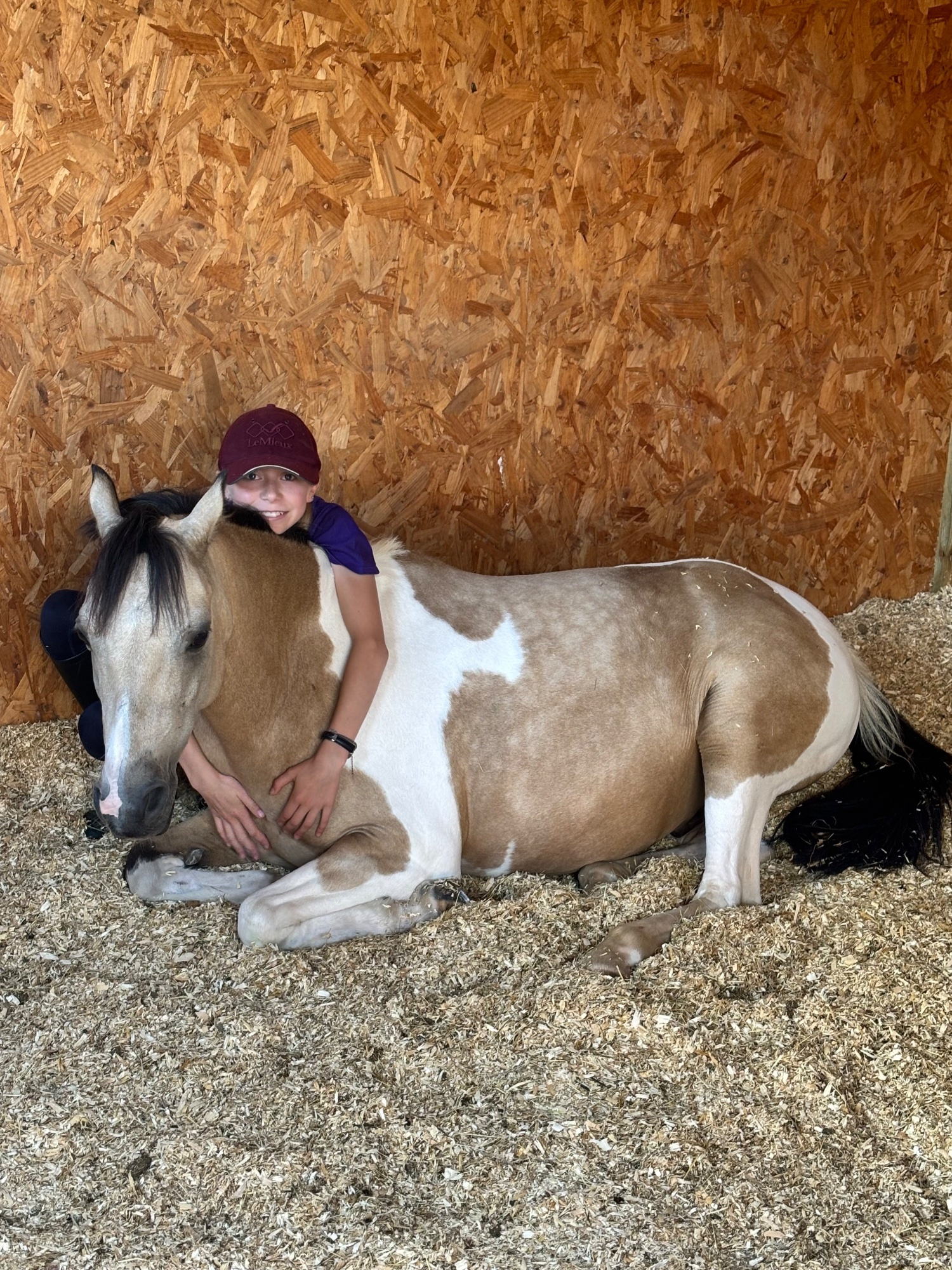 Pony Club Ponies  - "Doylan Crunchy Biscuit" Coloured Gelding Pony Club Pony