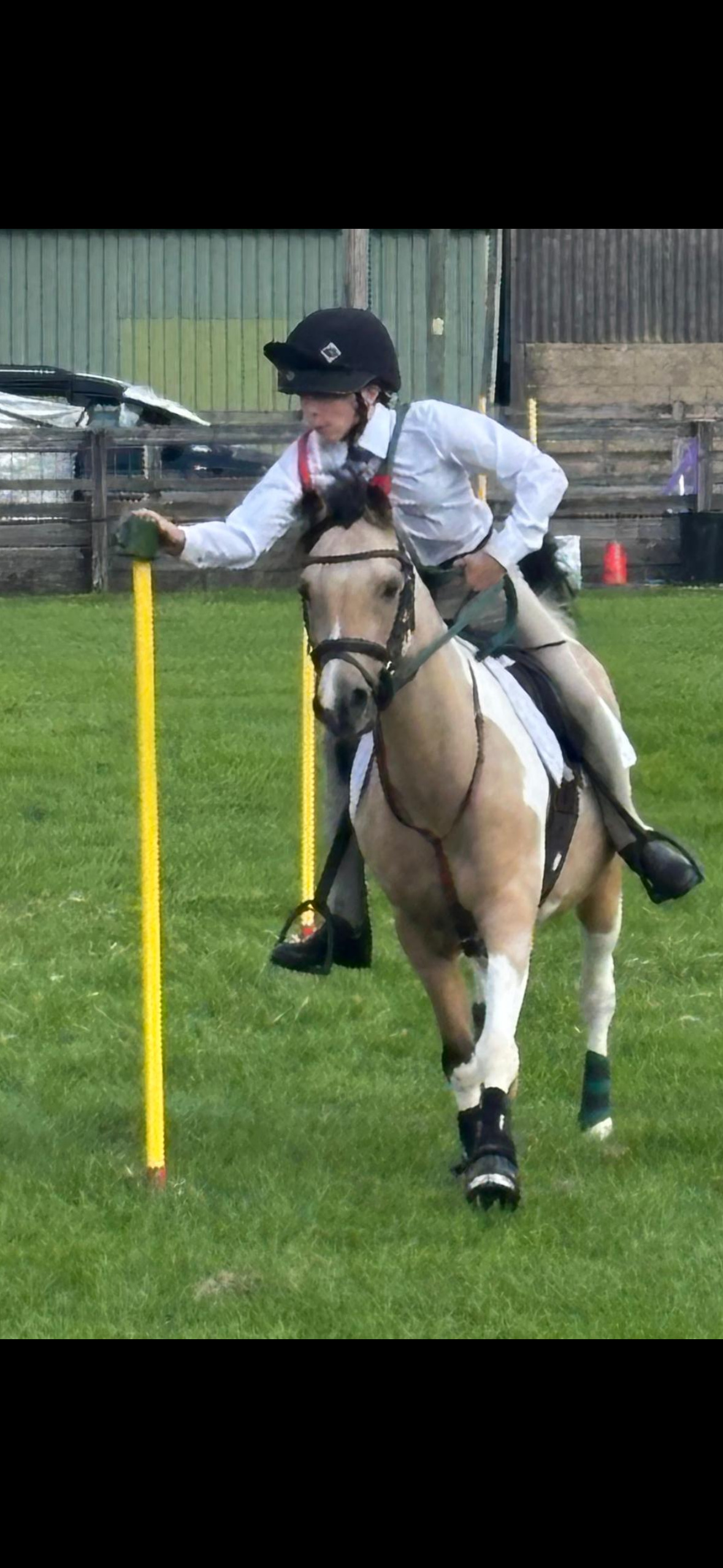 "Doylan Crunchy Biscuit" Coloured Gelding Pony Club Pony - 