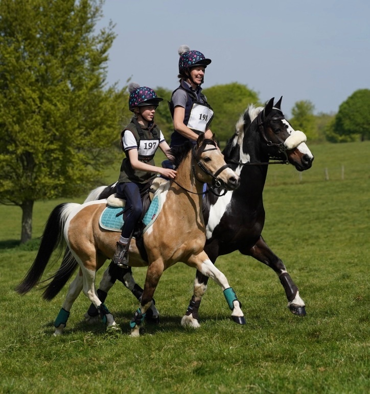 "Doylan Crunchy Biscuit" Coloured Gelding Pony Club Pony - Pony Club Ponies in 
