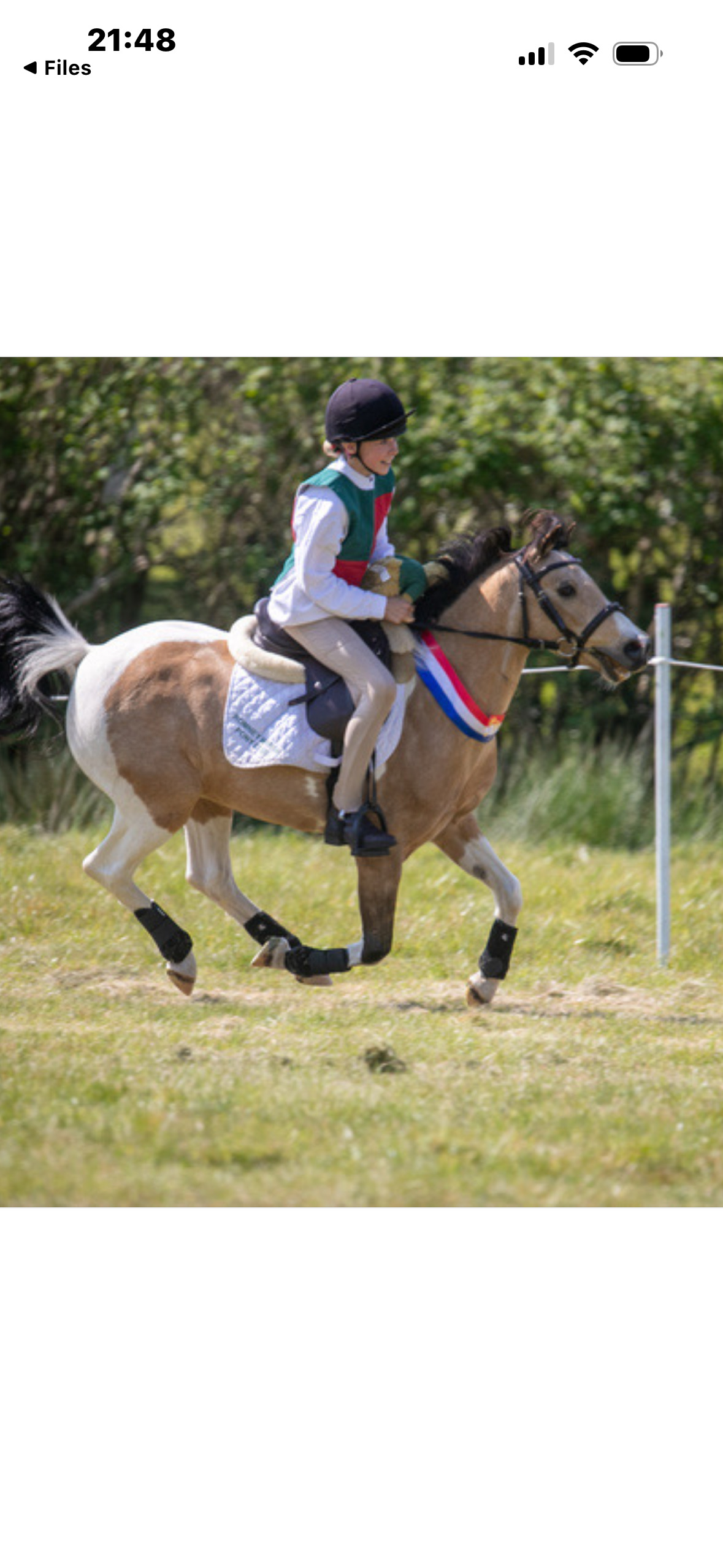 "Doylan Crunchy Biscuit" Coloured Gelding Pony Club Pony - Pony Club Ponies