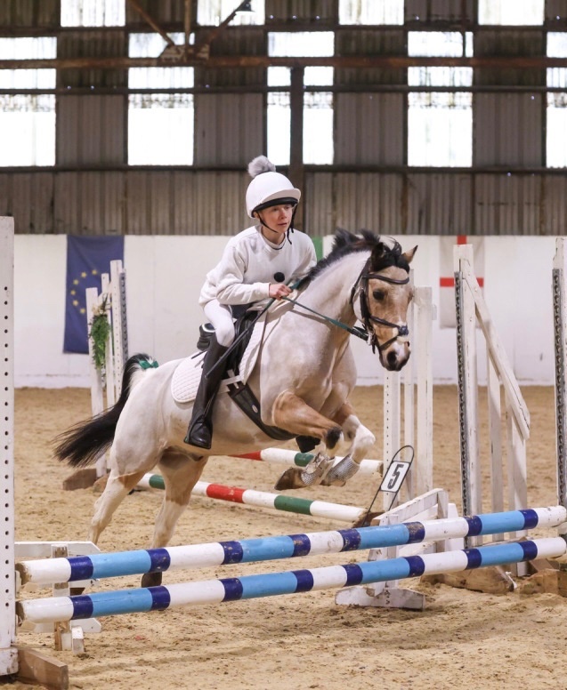 Pony Club Ponies - "Doylan Crunchy Biscuit" Coloured Gelding Pony Club Pony in 