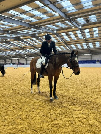 "Lola" Bay Mare Veteran Horse