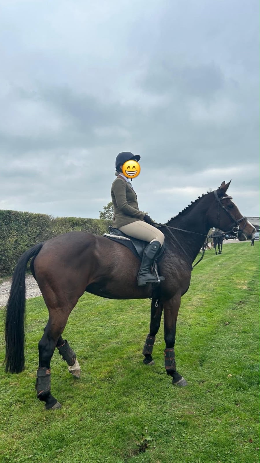 All Rounders  - "Wilma" Bay Mare All Rounder