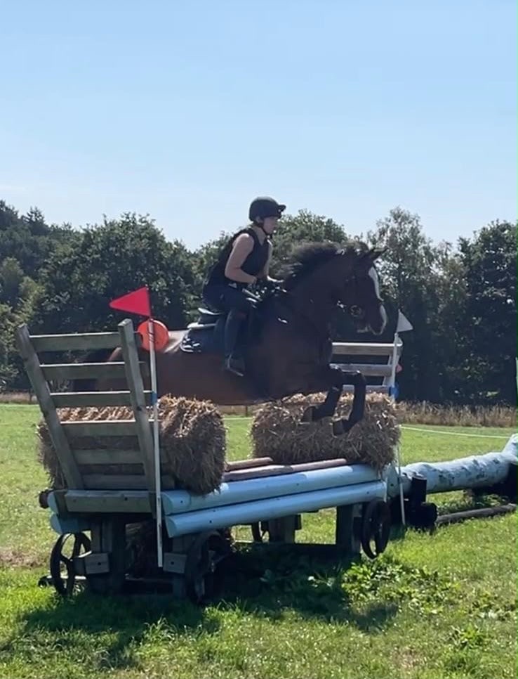 "Wilma" Bay Mare All Rounder - All Rounders 